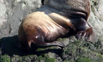 Kenai fjords tours Seward 0072019