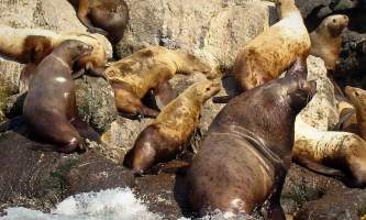 Kenai fjords tours Seward 0112019