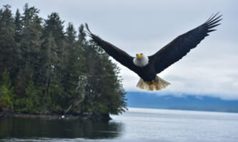 DSC 0117 2 Lukas Brickweg Wildlife Toursalaska org ketchikan wildlife tour