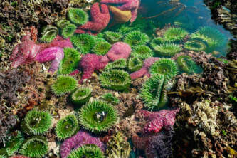 7255093 E 300 C 4 B92 B6 D8 46 E8 ACADC0 EB 2 Lukas Brickweg Wildlife Toursalaska org ketchikan wildlife tour