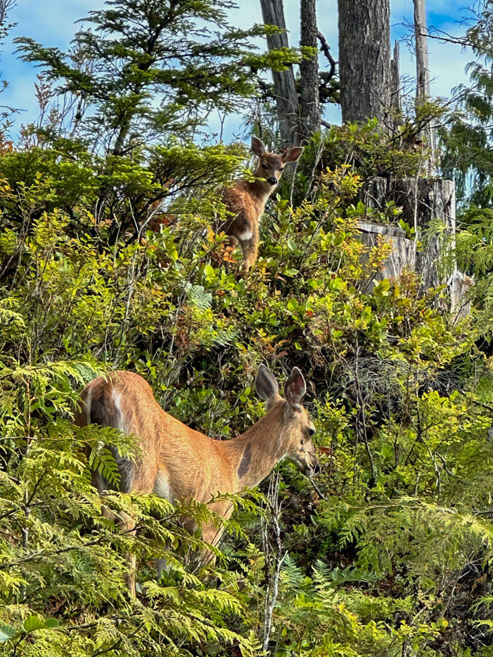 With intimate tours led by expert guides, every guest gets a personalized experience of Alaska’s raw natural beauty.