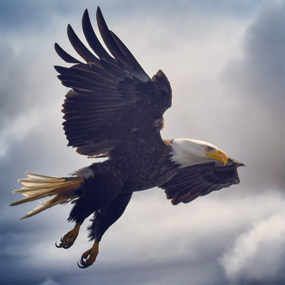 Watch in awe as bald eagles swoop just feet from your boat during our unforgettable eagle-feeding experience.