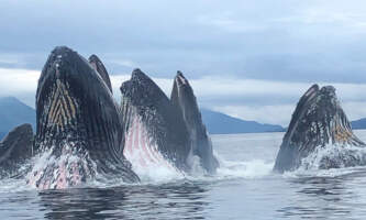 Ketchikans finest fishing charters 61