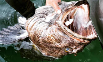 Ketchikans finest fishing charters 9