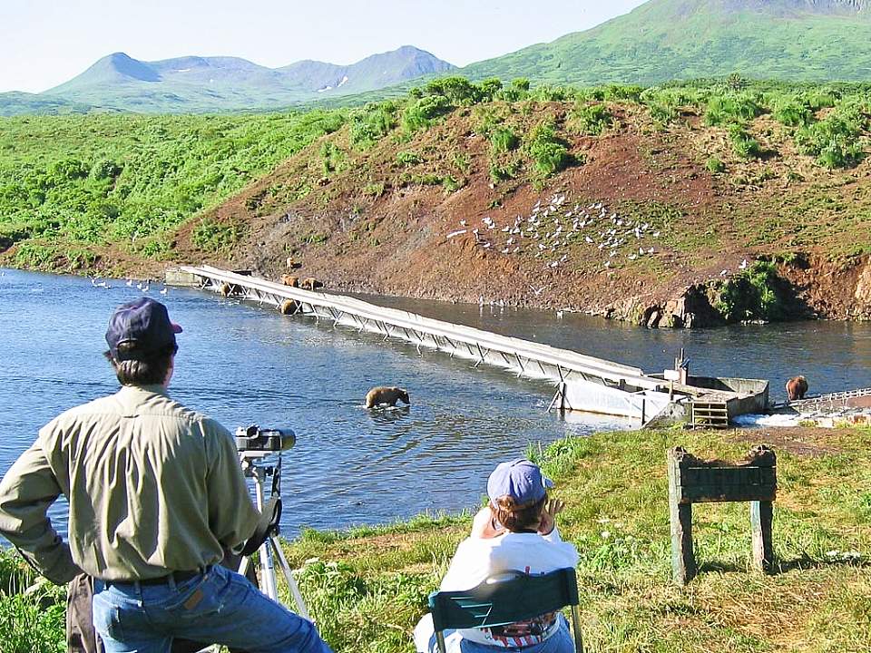 Two people watch bears from a distance.