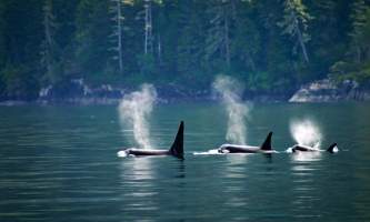 Orca Whales alaska kodiak photo workshop