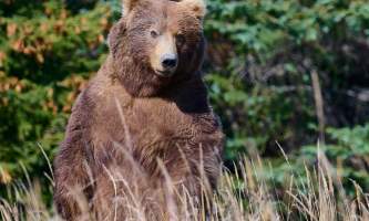 Bear alaska kodiak photo workshop