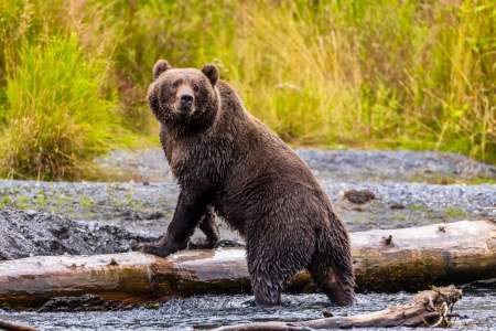 Photography Tours | Workshops & Wildlife Photography | ALASKA.ORG