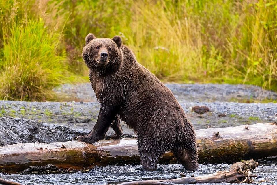 Alaska Images Workshop 2 alaska kodiak photo workshop