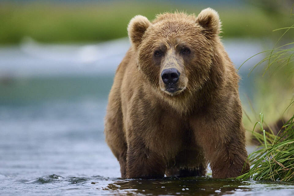 A brown bear wades in the river