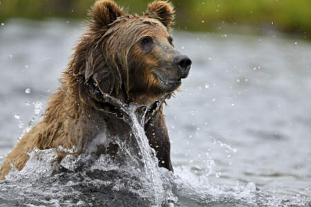 Kodiak Photo Workshop: Karluk Lake Fat Bear Week