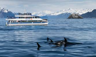 Major marine kenai fjords tours 7