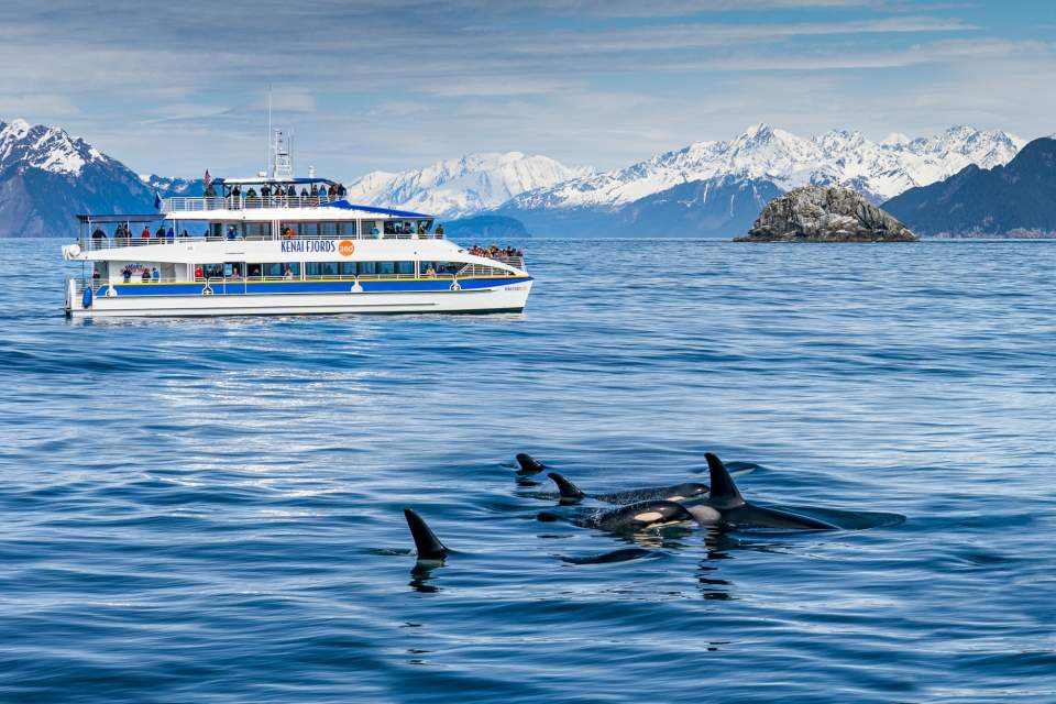 A day cruise ship sails close to whales in shimmering blue water with snow capped mountains in the background.