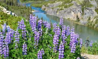 Midnight Sun Excursions lupine and river r2019