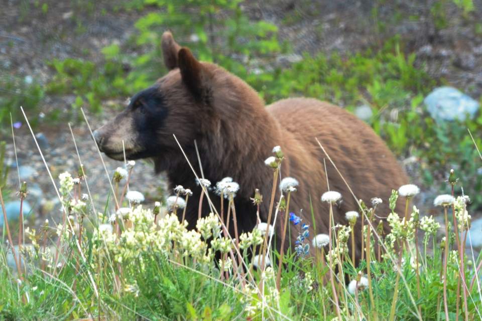 A brown bear in the wild.