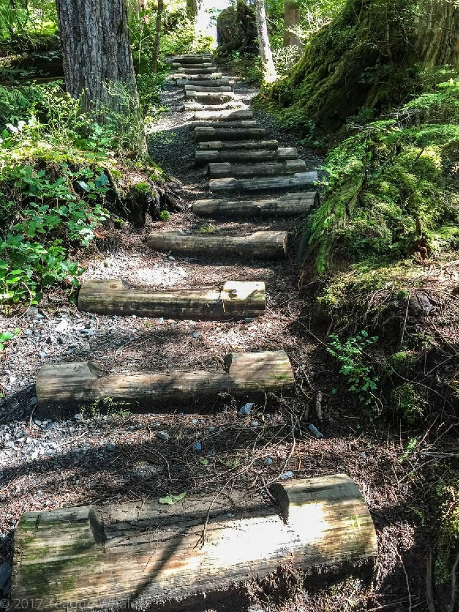Mindfulness Rainforest Treks | Guided Hikes in Ketchikan | ALASKA.ORG