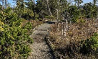 mindfulness-rainforest-treks-ketchikan-Muskeg-Trail