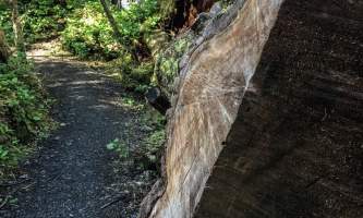 mindfulness-rainforest-treks-ketchikan-Coast-Guard-Beach-Trail