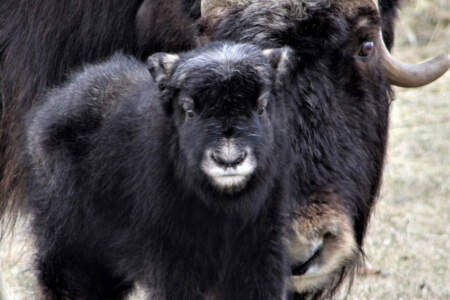 Musk Ox Farm