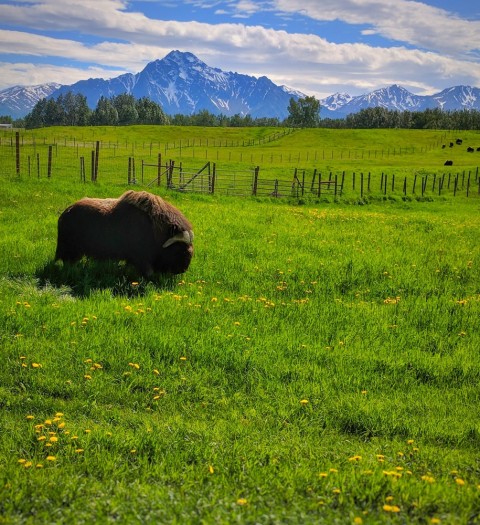 Take a 40 - 45 minute tour of the farm, where you’ll see about 80 musk oxen