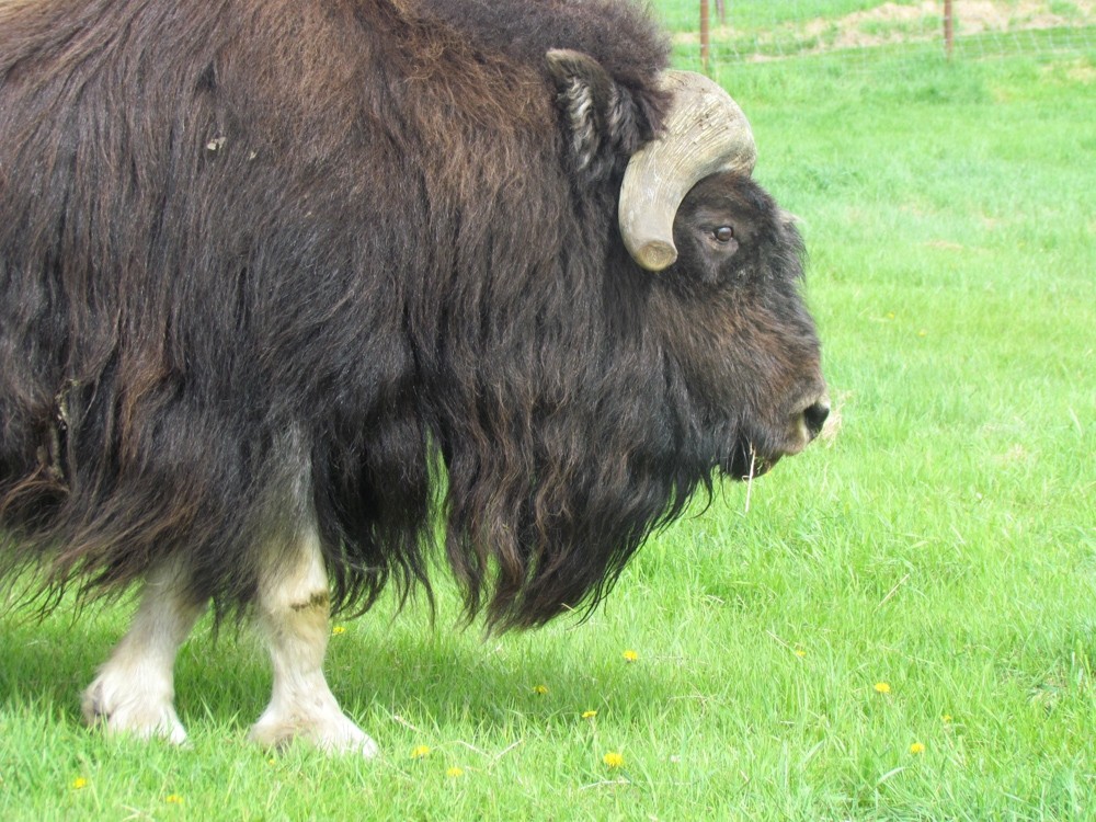 Musk Ox Farm | Unique Alaskan Animals Near Anchorage | ALASKA.ORG