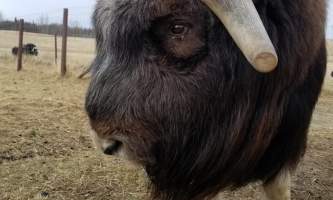 20190406 094435 alaska alaska musk ox farm