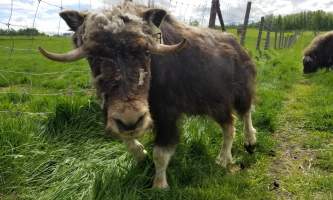 20190531 140527 alaska alaska musk ox farm