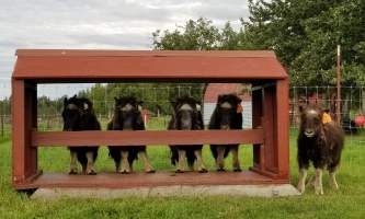 20200731 094812 alaska alaska musk ox farm