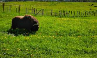IMG 20180627 154519 026 alaska alaska musk ox farm