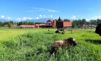 IMG 8635 2 alaska alaska musk ox farm