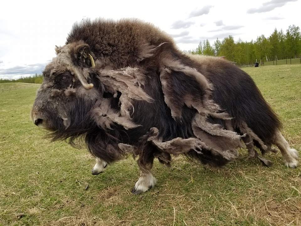 The musk ox possesses a soft under-wool called qiviut. Every spring, its gently hand-combed from the musk oxen on the farm. Knitters expertly turn it into hats, scarves, nachaqs (Eskimo smoke rings), and other clothing.