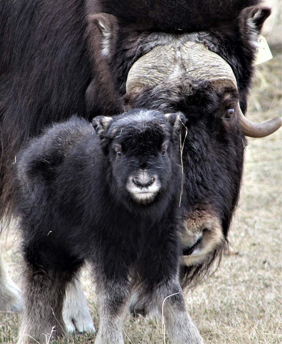 See a Musk Ox up close at the Musk Ox Farm