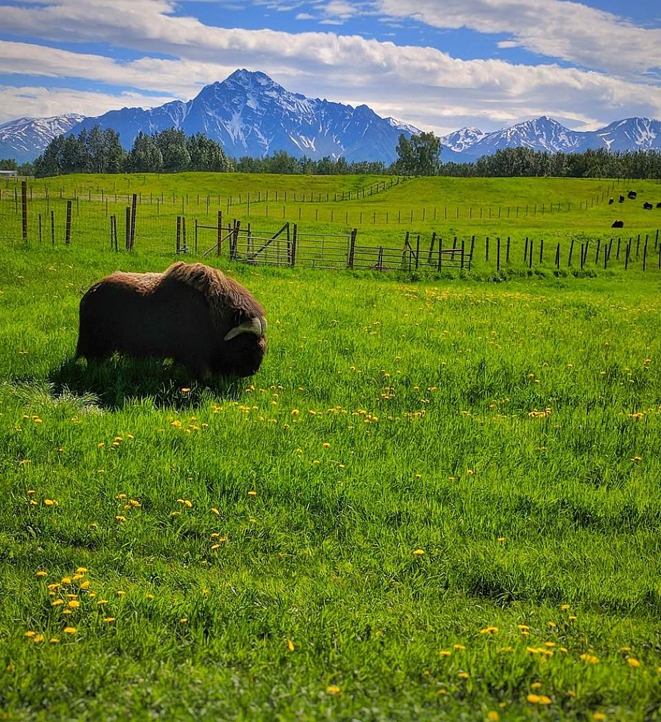 Take a 40 - 45 minute tour of the farm to meet the musk ox