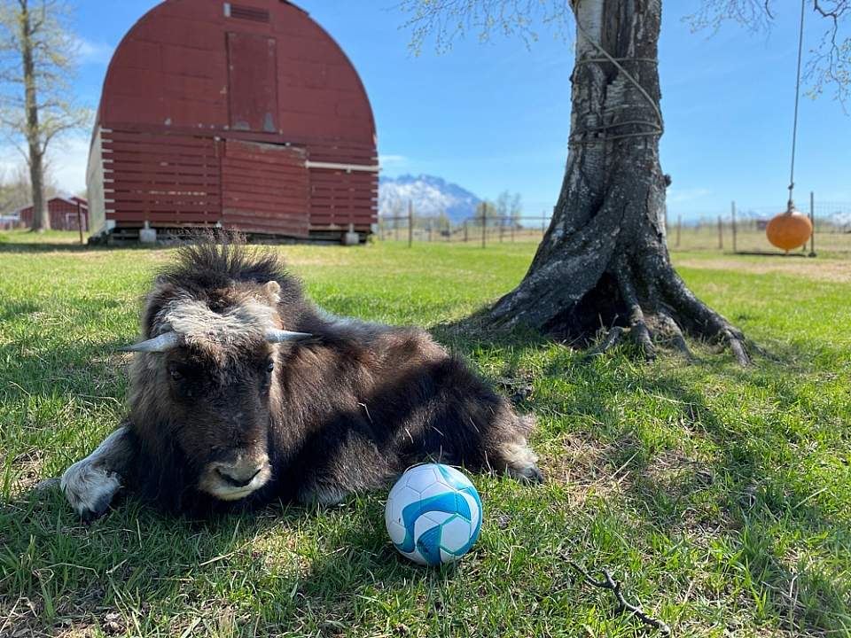 A baby musk ox at the musk ox farm