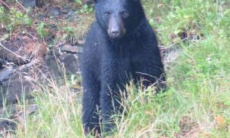 14 Black bear Tracy Meyer alaska untitled