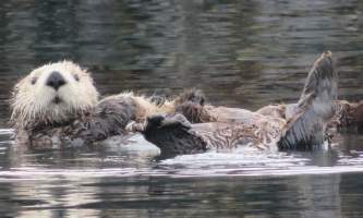 18 Otter with pup Tracy Meyer alaska untitled