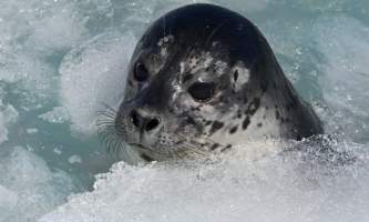 21 Page seal Tracy Meyer alaska untitled
