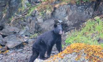 26 Black bear on rock Tracy Meyer alaska untitled