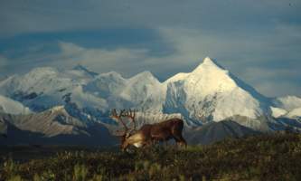 Narrated tour buses in denali national park Caribou Lunch Alaska Channel