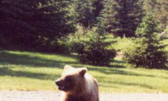 Bear viewing natron bear22019