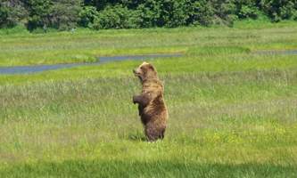 Bear viewing natron bear52019