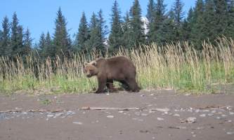 Bear viewing natron bear72019