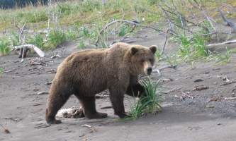 Bear viewing natron bear82019