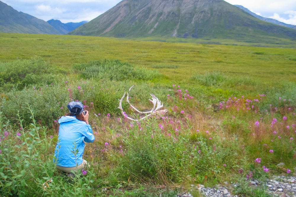 Someone kneels in the Alaskan tundra to photograph fallen antlers