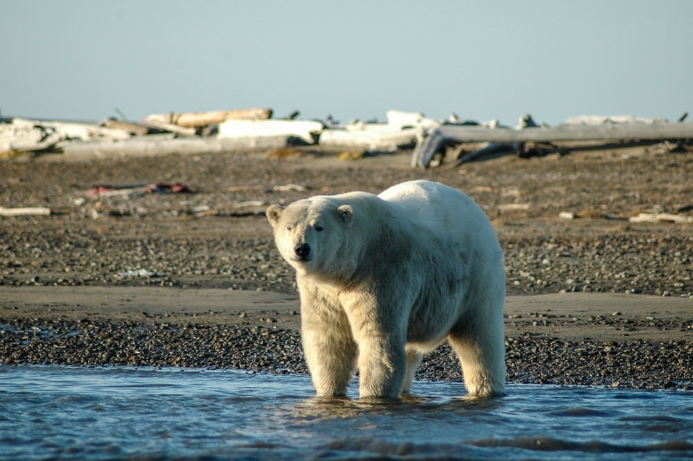 Polar Bear Expedition | See Polar Bears in the Arctic | ALASKA.ORG