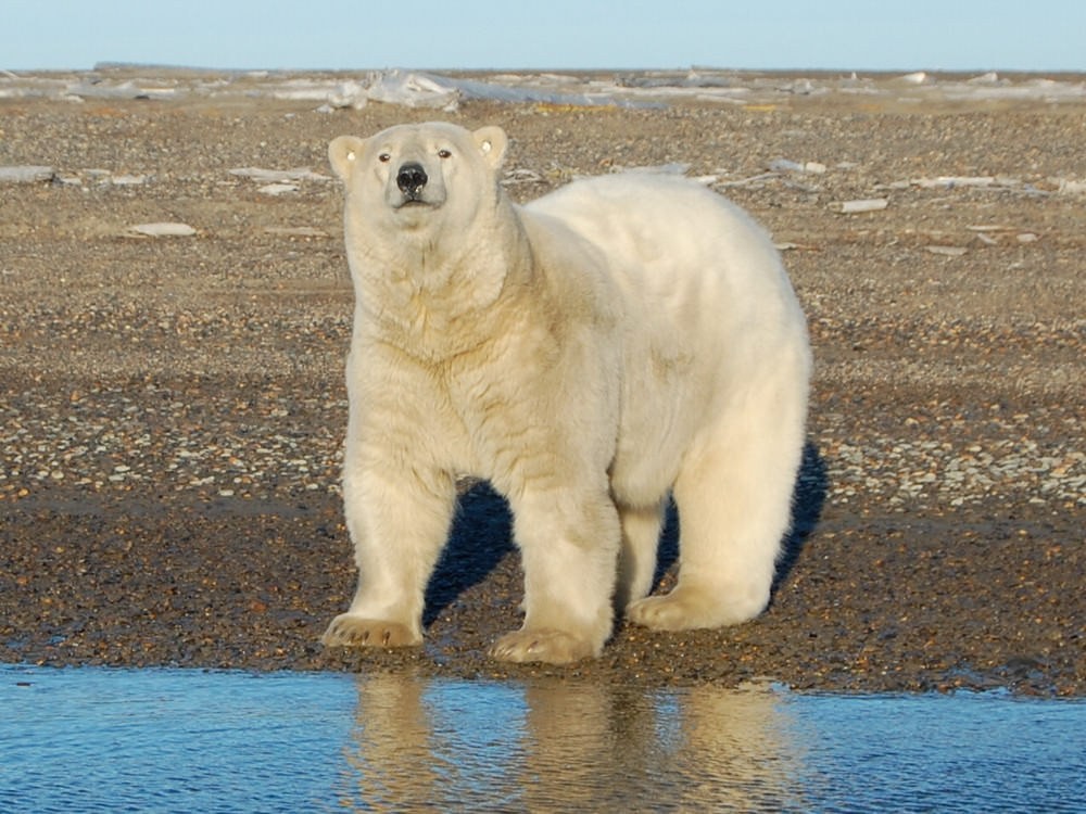 Polar Bear Expedition | See Polar Bears in the Arctic | ALASKA.ORG