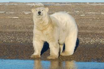 Polar Bear Expedition Polar Bear Expedition Kaktovik 32019