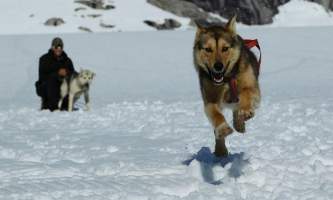 Northstar trekking glacier dog sled adventure 376902 3605327137321 881056809 n