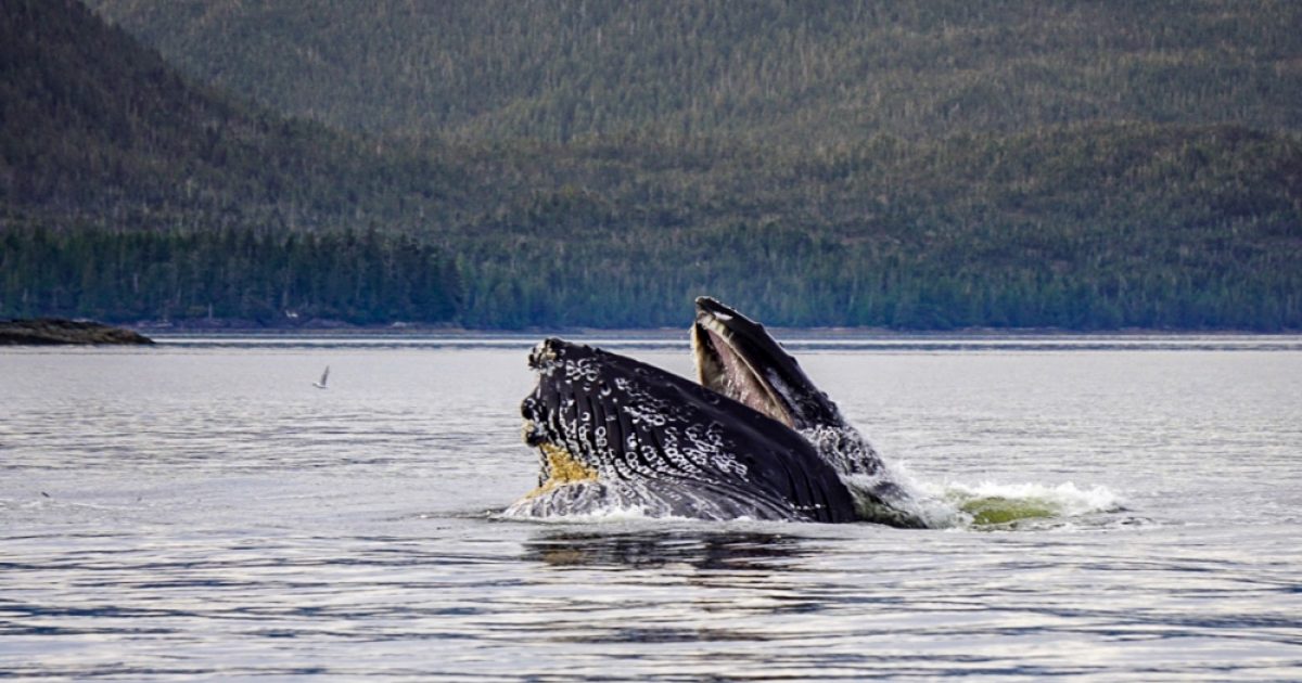 Ketchikan Whale Watching Tours | Best Places to Get Up… | ALASKA.ORG