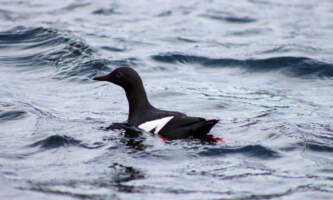 Out to sea expeditions 4